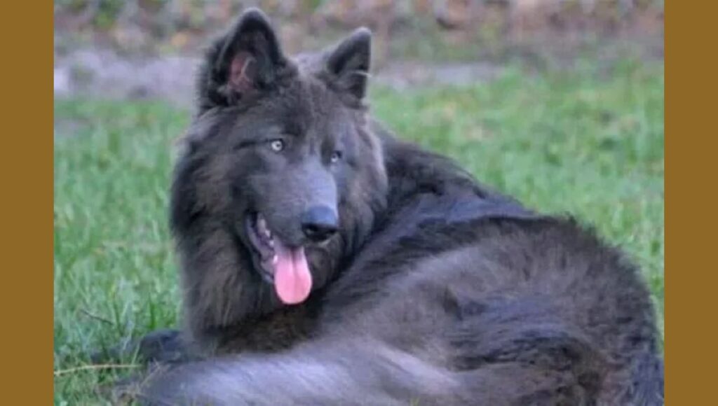 Health Considerations for Blue German Shepherd