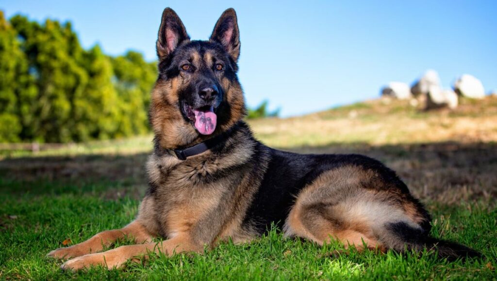 Health Issues in East German Shepherds
