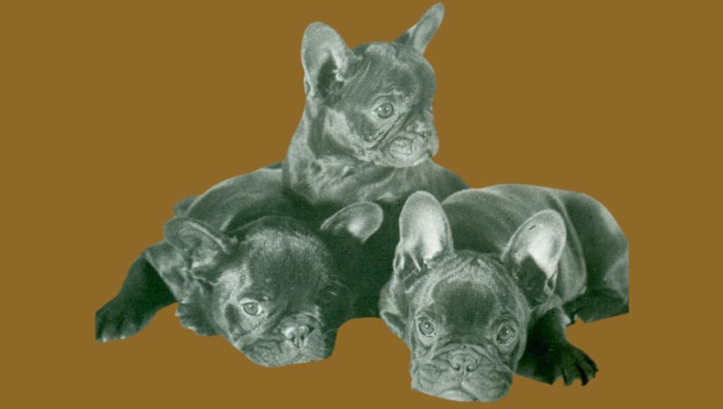 Hairless Dog Breeds