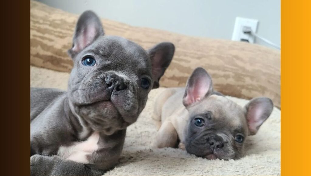 How To Socialize Dogs