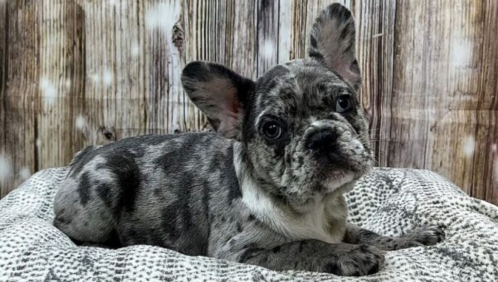 Most Popular Dog Breed