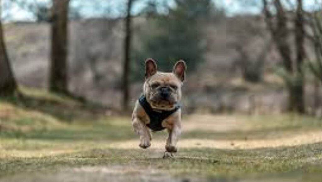 Grooming Tips For Dogs
