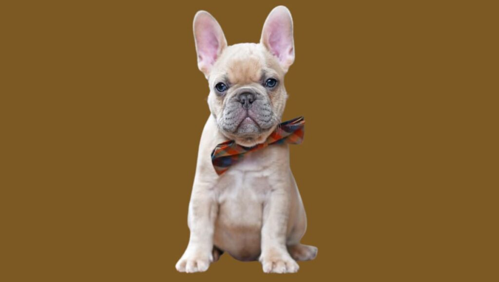 What is a Lilac French Bulldog