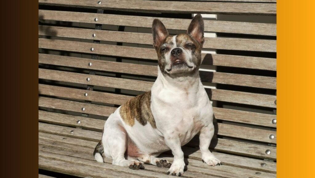 Chihuahua Frenchie mix