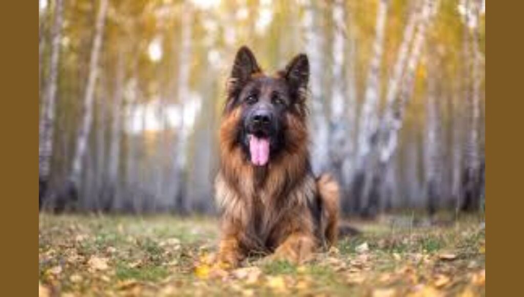 Long-Haired German Shepherds