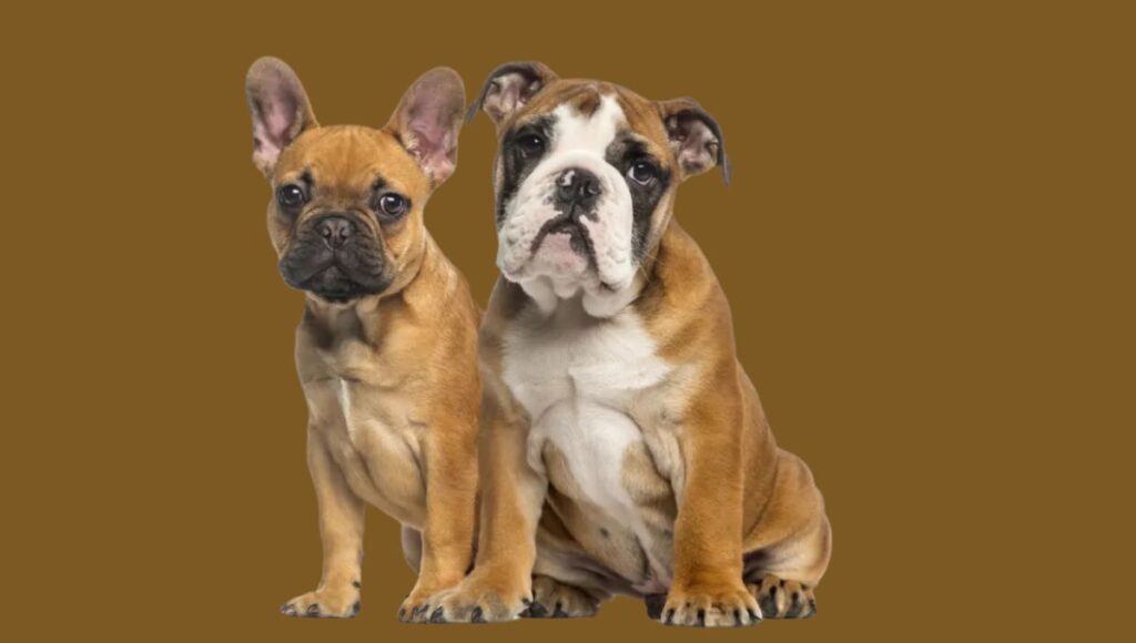 Social Media For Pets
