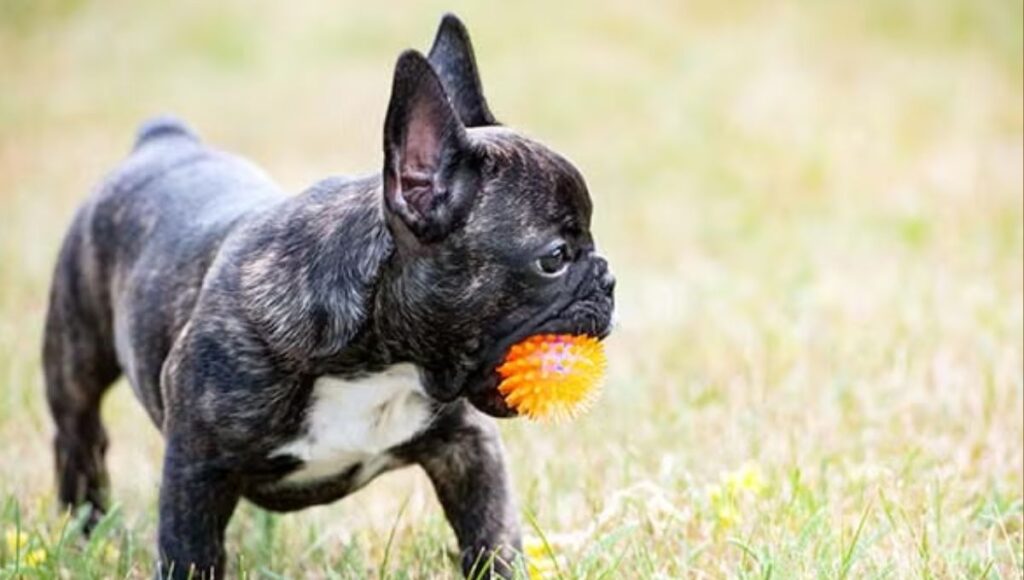 Adopting VS Buying A Dog