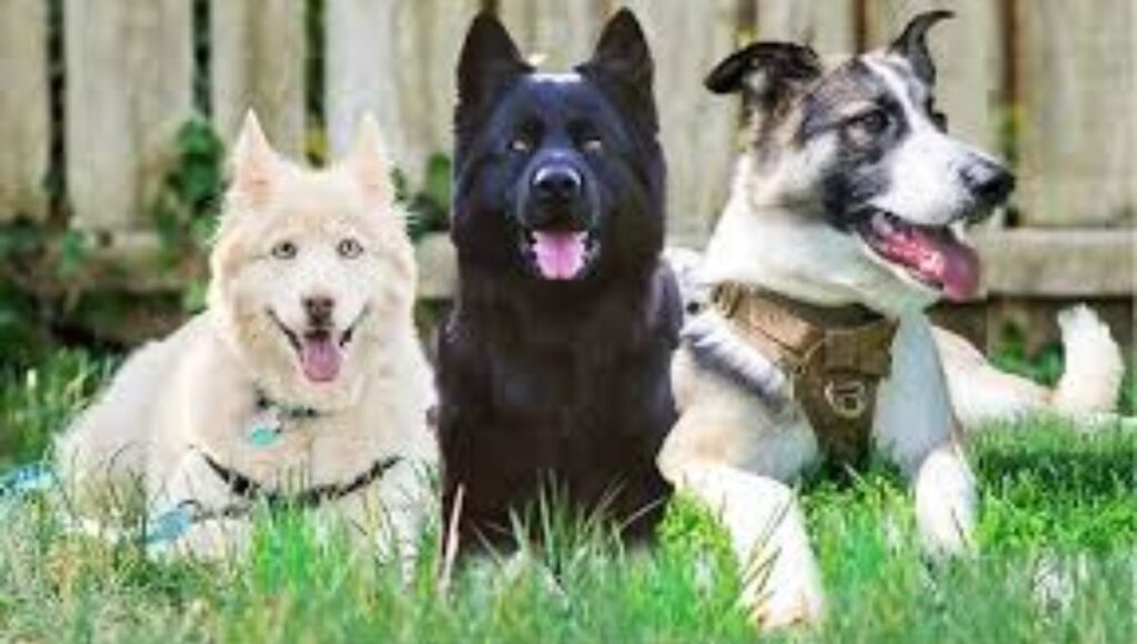 Mixed Breed German Shepherds