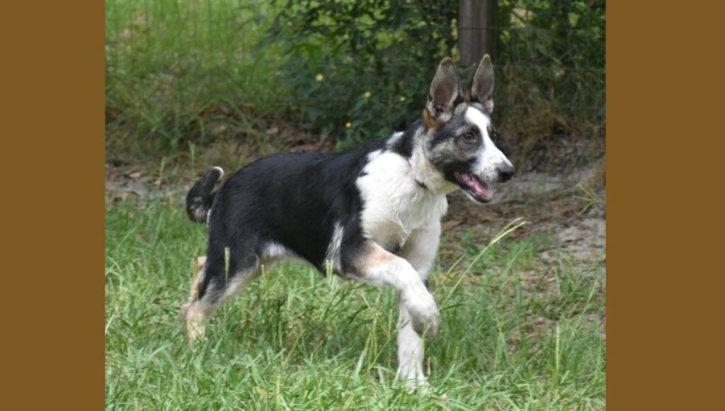 Panda German Shepherds