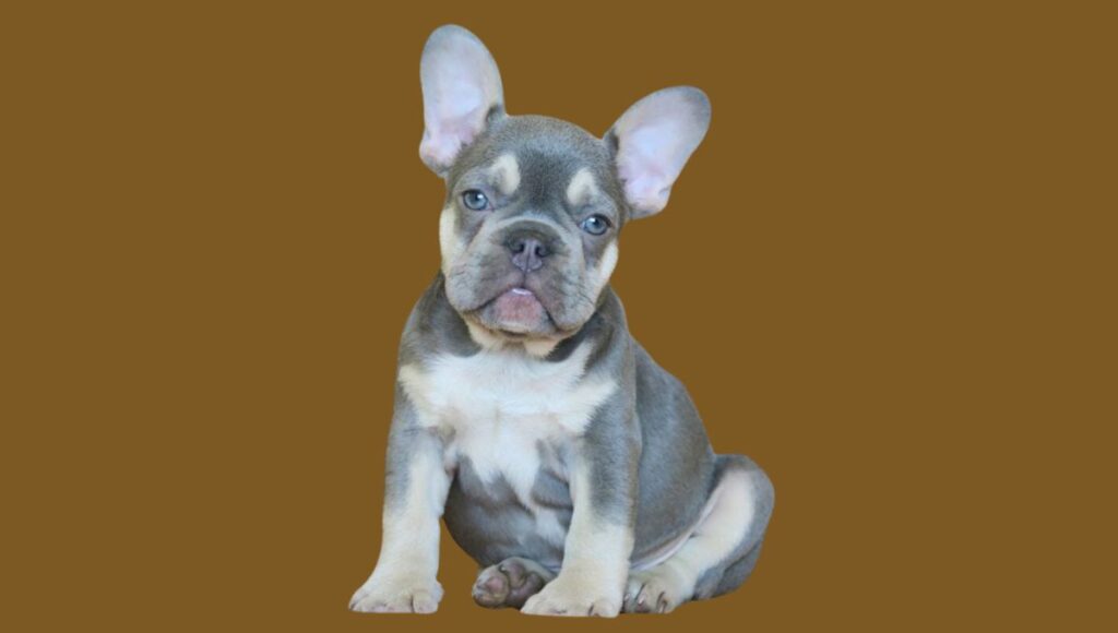 Lilac French Bulldog Personality Traits