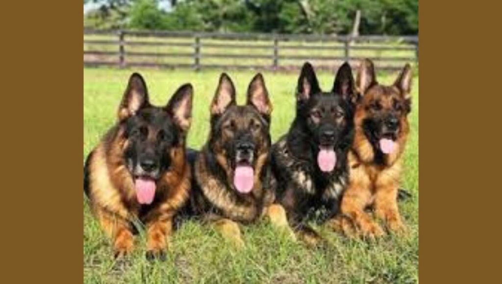 Sable German Shepherds Color