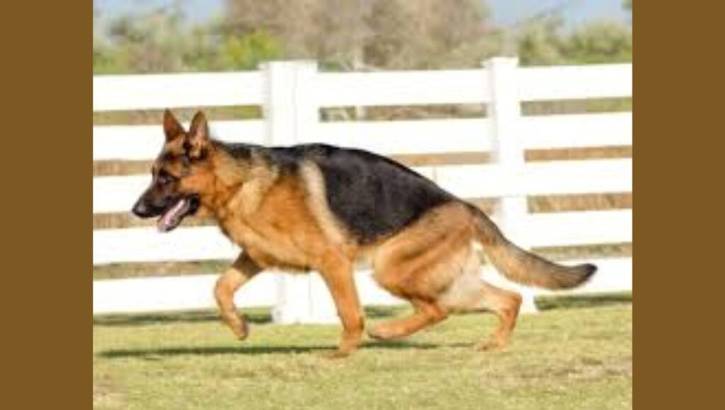 Show Line German Shepherds
