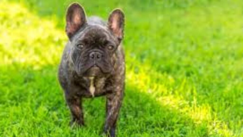 Size and Build of Brindle French Bulldog