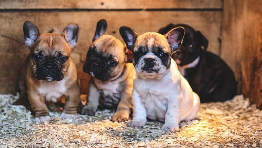 Size and Build of Fawn French Bulldog