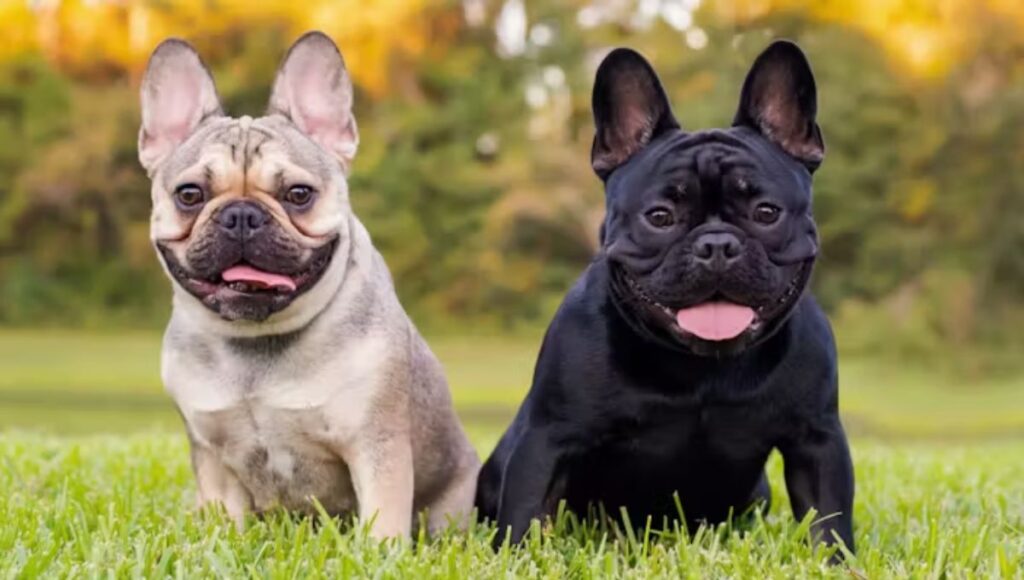 French Bulldog Personality