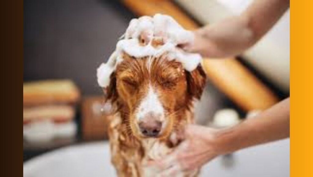Skin Care In Dogs