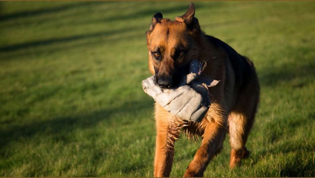 Socialization for Large German Shepherd