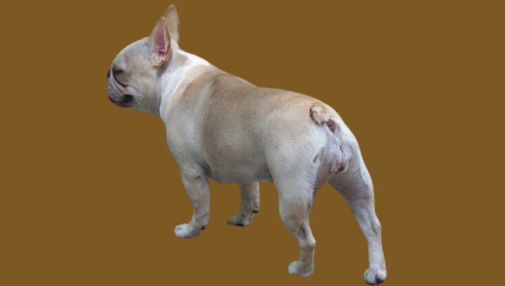 Straight Tail