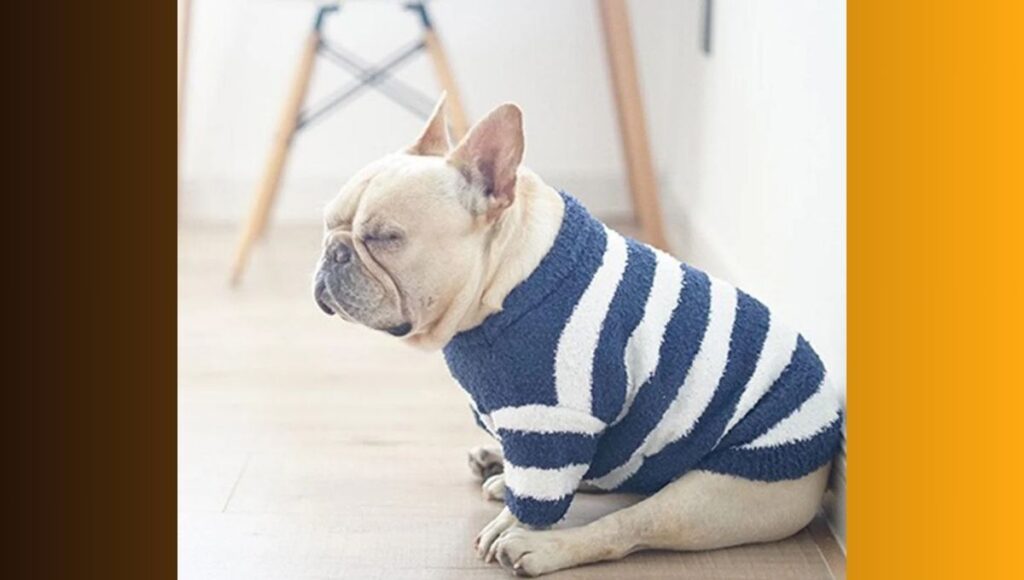 Sweater For French Bulldog