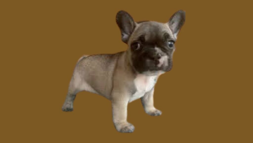 Tail of Fawn French Bulldog
