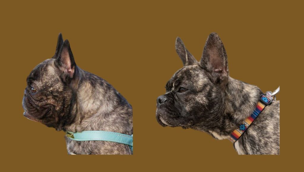 Things You Must Know Before Buying a French Bulldog