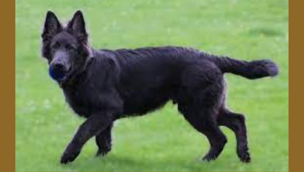 Training Tips for Blue German Shepherd