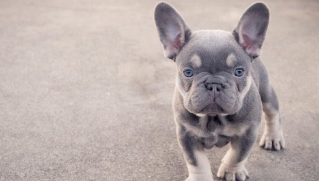 Mini French Bulldog Puppies