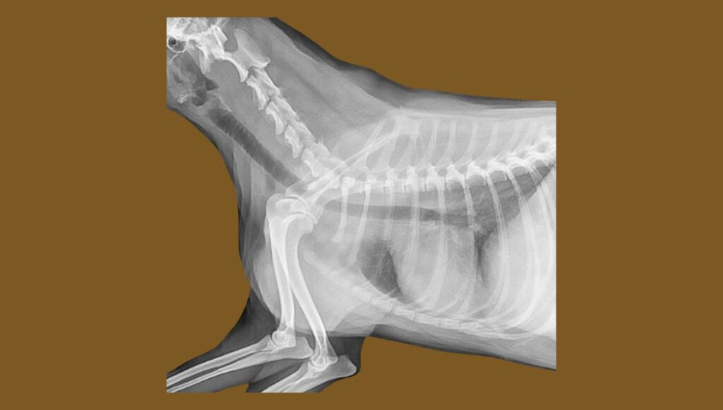 French Bulldog Hemivertebrae Treatment