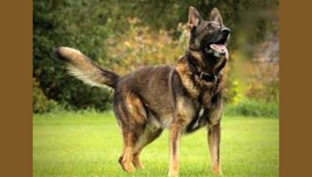 Working Line German Shepherds