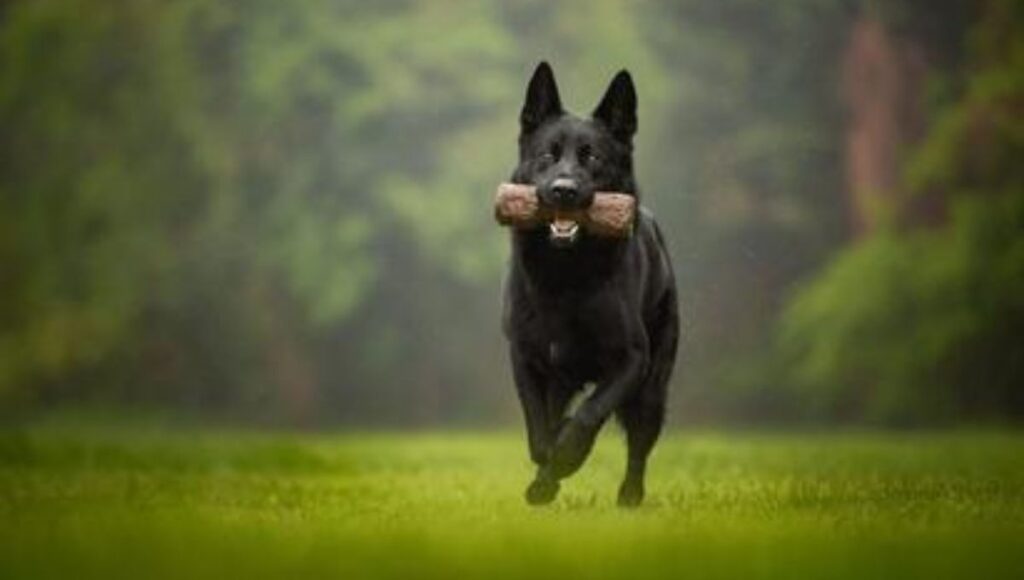 Activity Needs for Black German Shepherd