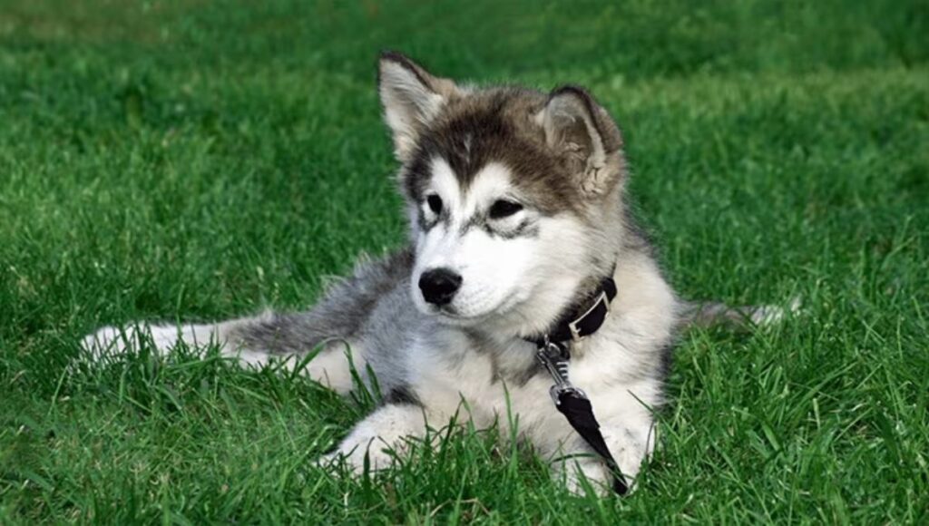 Activity Requirements for Husky German Shepherd Dog mix