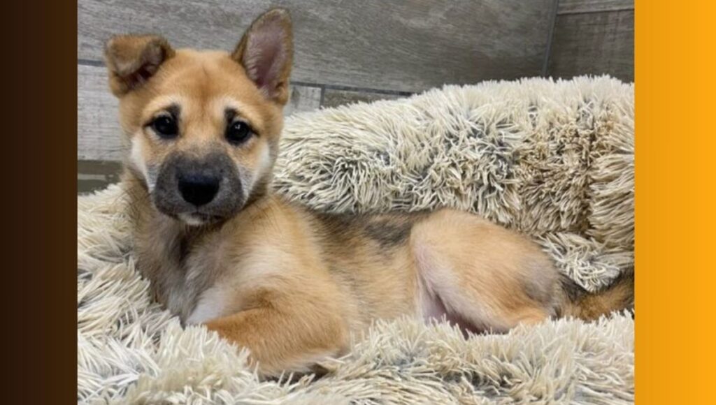 Best Environments for Shiba Inu German Shepherd Mix