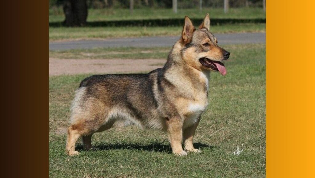 Best Methods for Corgi German Shepherd mix