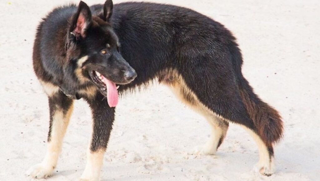 Best Practices for American Alsatian dog