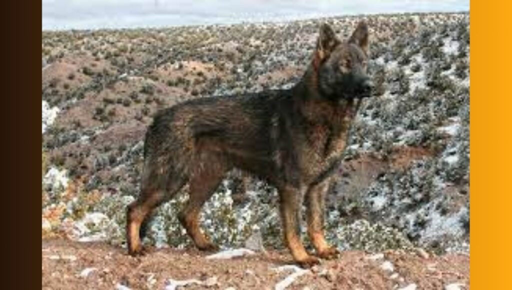Best Practices for DDR German Shepherd