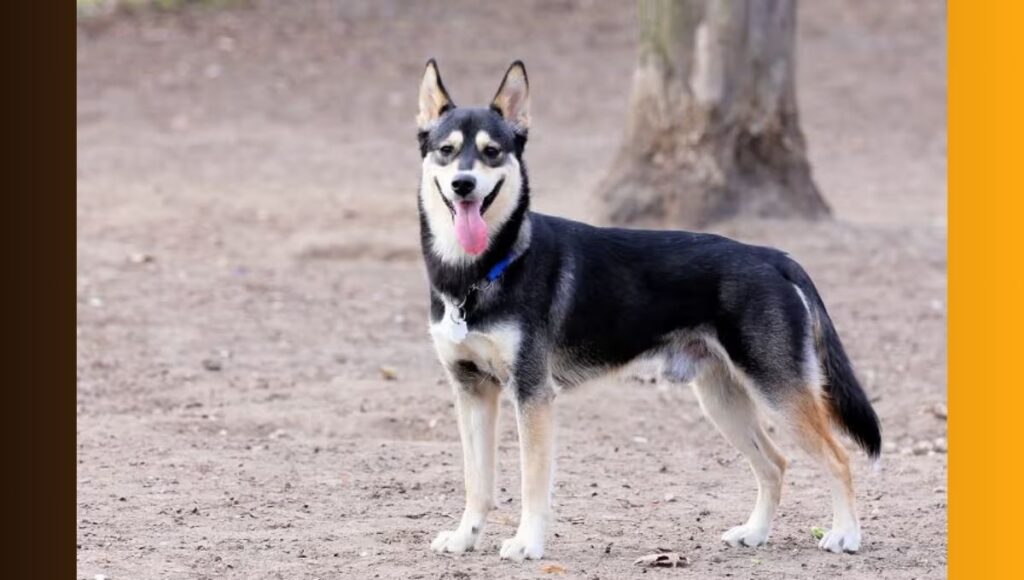 Best Practices for Husky German Shepherd Dog mix