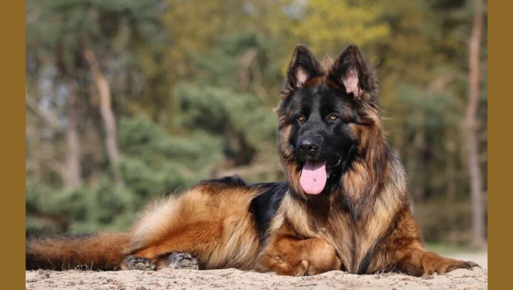 Care Requirements for Long-Haired German Shepherd