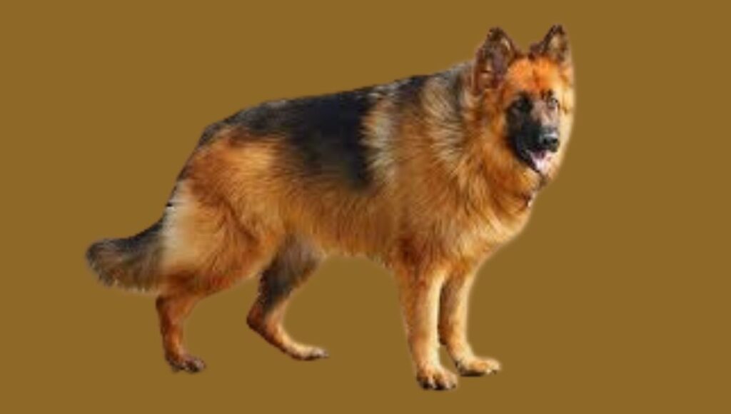 Characteristics and Appearance of Long-Haired German Shepherd