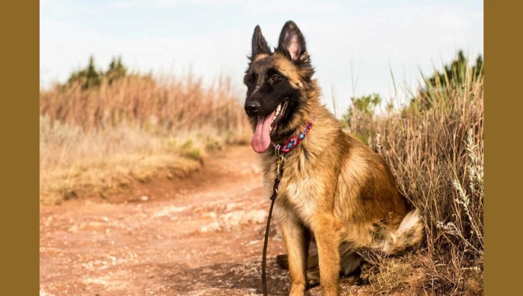 Characteristics of the Red German Shepherd