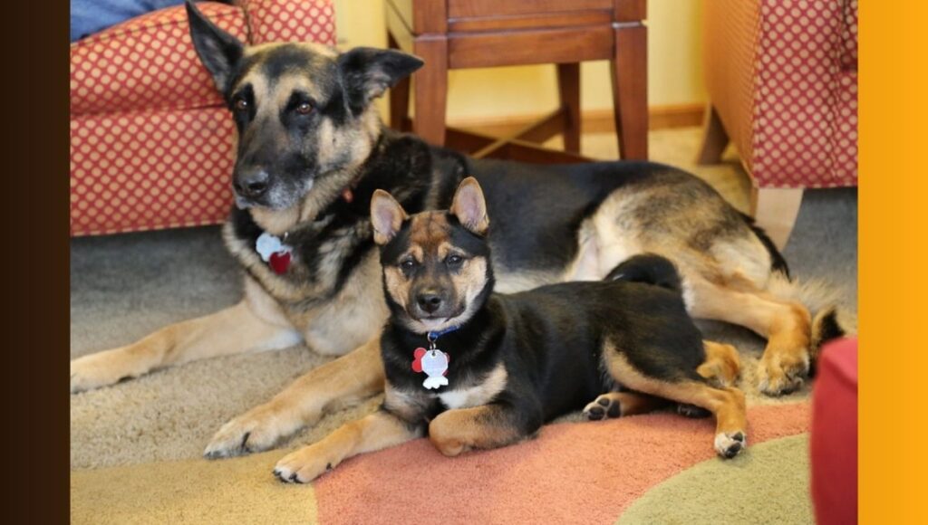 Coat and Hygiene for Shiba Inu German Shepherd Mix