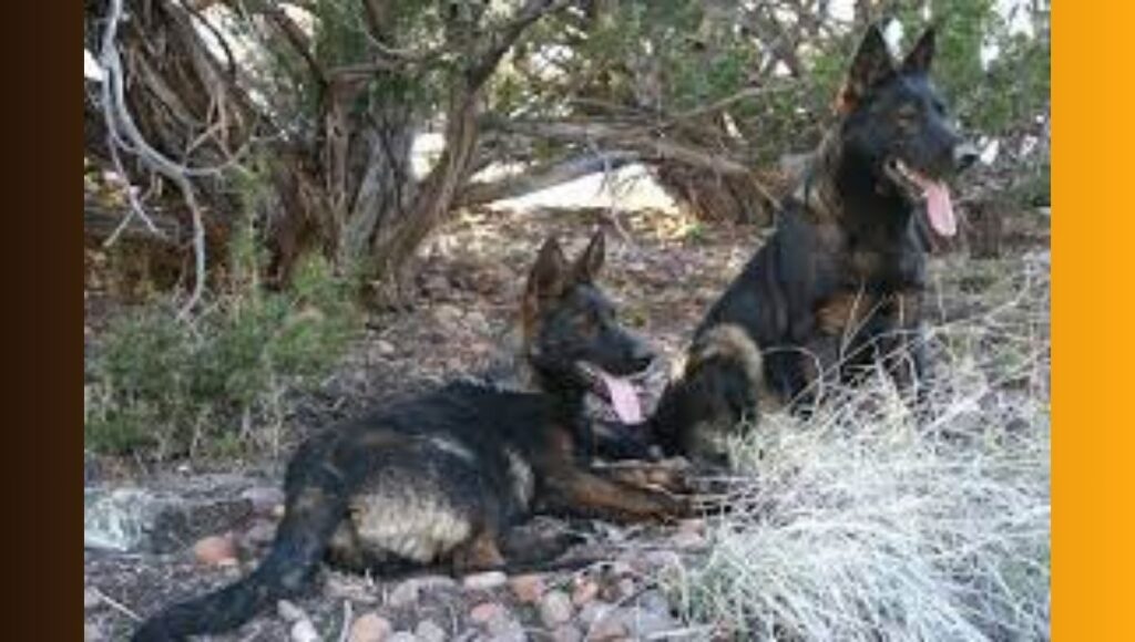 Common Health Issues and Care Tips for DDR German Shepherd