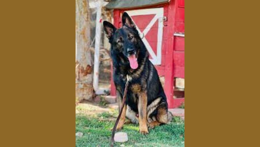 Common Health Issues for Czech German Shepherd
