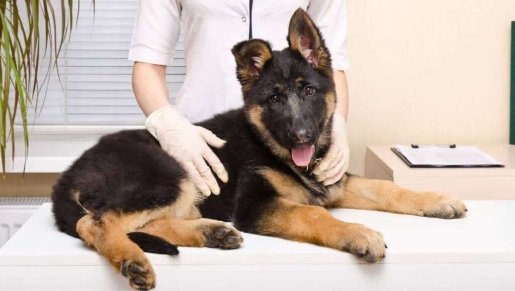 Common Health Issues in German Shepherds