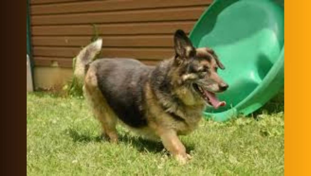 Corgi-German Shepherd crossbreeds