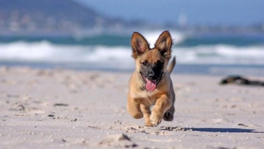 Corgi German Shepherd mix Exercise