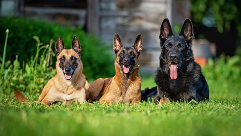 Czech German Shepherd vs. Other Types images