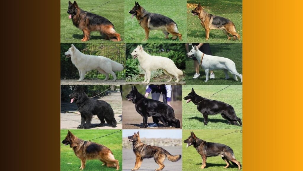 DDR vs. Other German Shepherd Lines