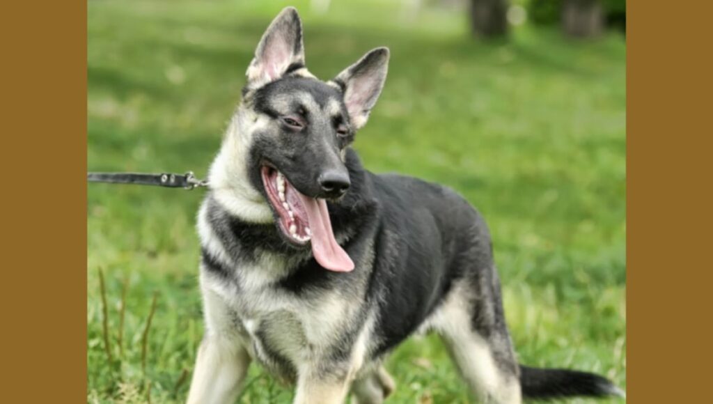 Development and Behavior for American Alsatian dog