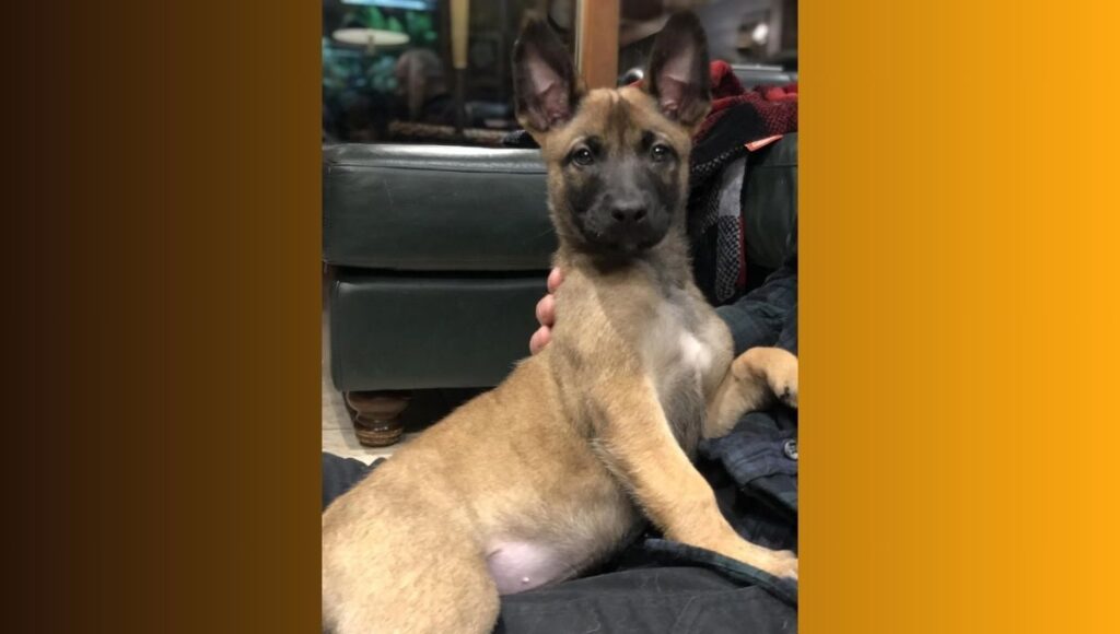 Early Exposure to German Shepherd Malinois mix