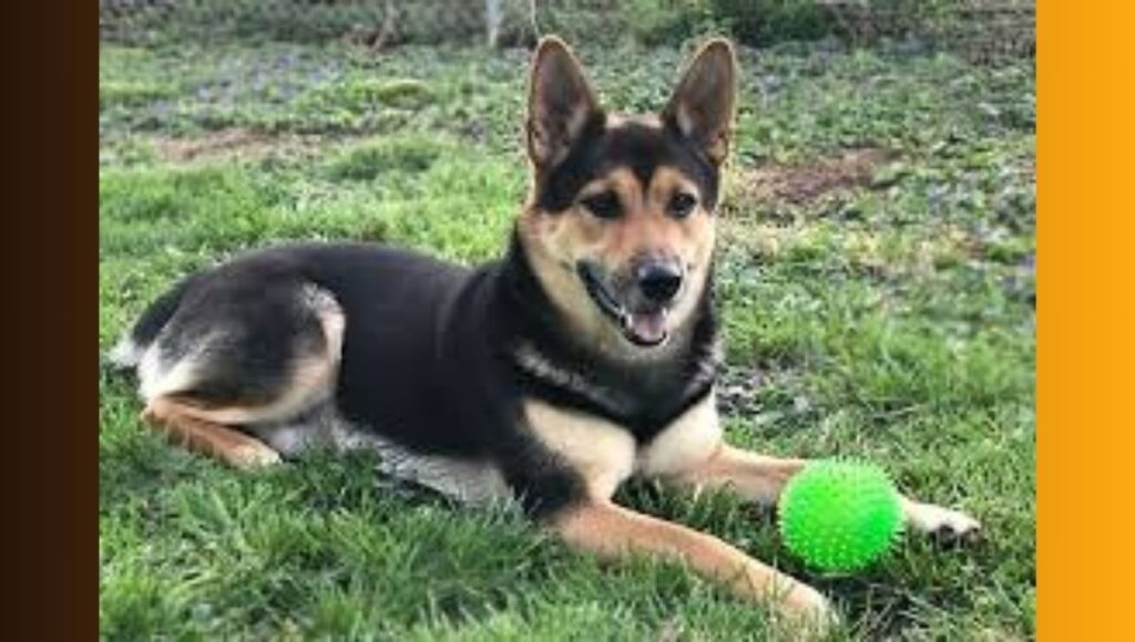 Effective Approaches for Shiba Inu German Shepherd Mix